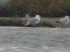 Caspian Gull at Two Tree Island (Steve Arlow) (58386 bytes) Caspian Gull at Two Tree Island (Steve Arlow) (58386 bytes)